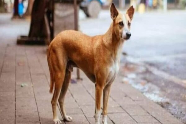 प्रॉपर्टी डीलर ने नशे में धुत होकर कुत्ते से बनाए अप्राकृतिक संबंध, पकड़े जाने पर तीसरी मंजिल से फेंका