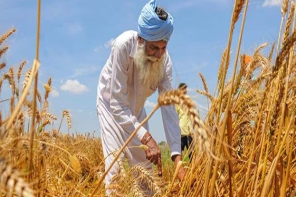 MSP में सबसे बड़ी बढ़ोतरी के राजनीतिक मायने, 5 चुनावी राज्यों में कैसे हो सकता है खेला